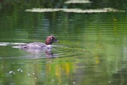 5th Jun 2024 - Common Goldeneye