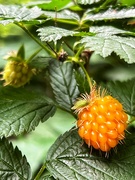 5th Jun 2024 - Salmonberry 