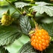 Salmonberry  by tinley23