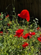 2nd Jun 2024 - Hedgerow poppies