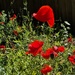 Hedgerow poppies