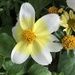 White and Yellow Flowers by dailypix