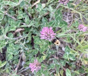 5th Jun 2024 - Pink clover and bumblebee 