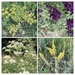 Wildflowers  by illinilass