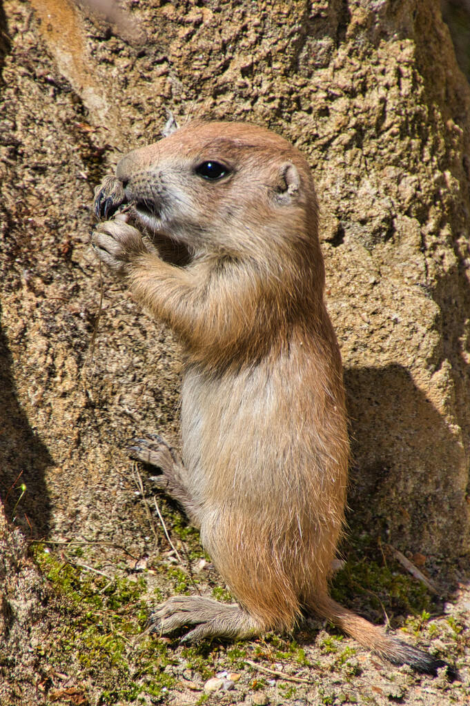 Prairie dog. by gaf005