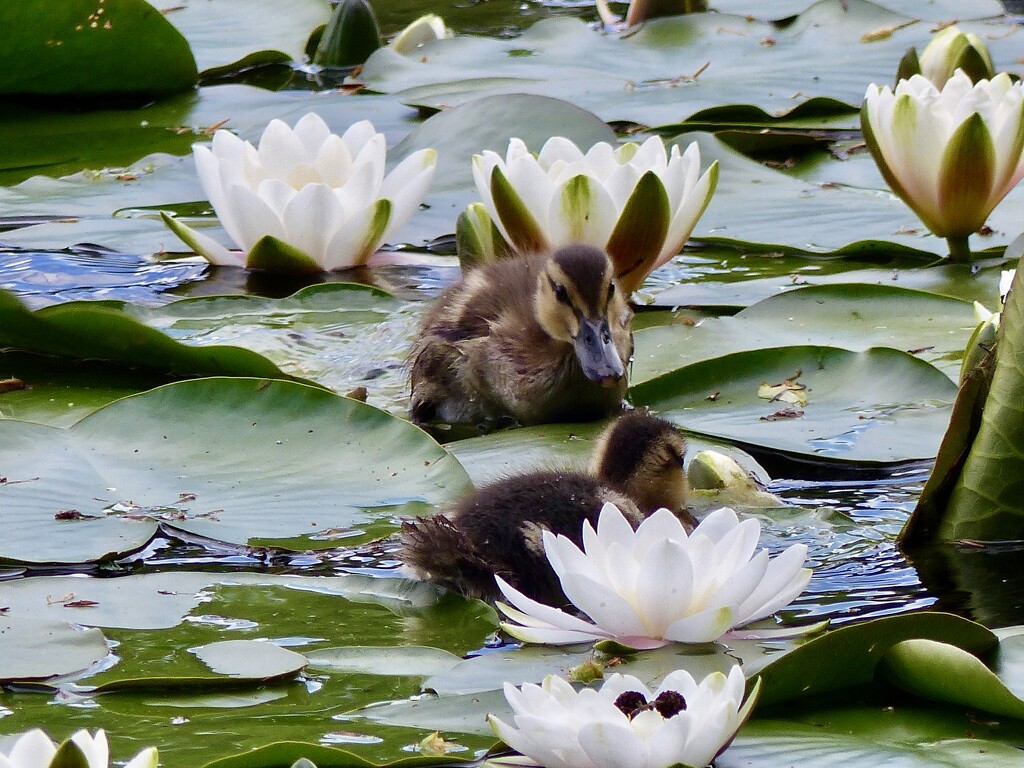 Ducklings and Lilies by susiemc