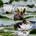 Ducklings and Lilies