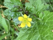 5th Jun 2024 - Little Yellow Flower