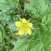 Little Yellow Flower