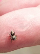 4th Jun 2024 - Parker, the White-Cheeked Jumping Spider