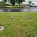 Ducks!! 🦆 by elsieblack145