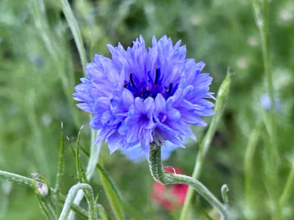 Cornflower by phil_sandford