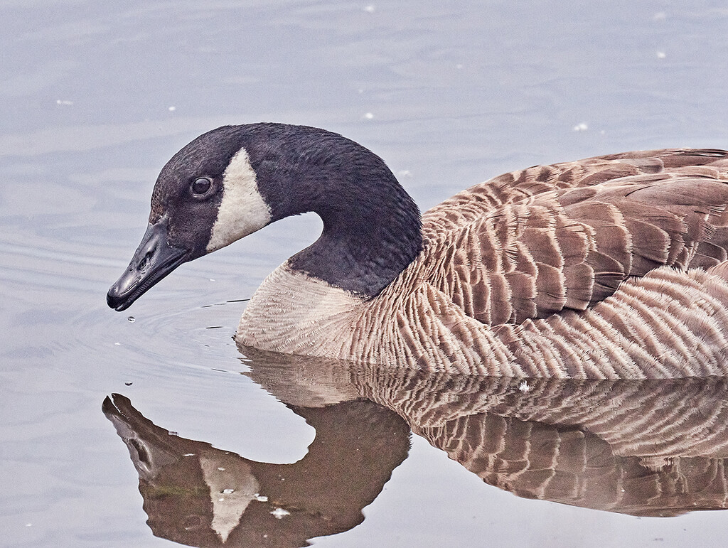 Canada goose on the Pond by gardencat