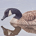 Canada goose on the Pond
