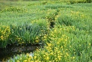 5th Jun 2024 - Wild Irises