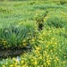 Wild Irises by bjywamer
