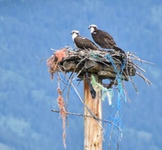 5th Jun 2024 - Our Local Ospreys