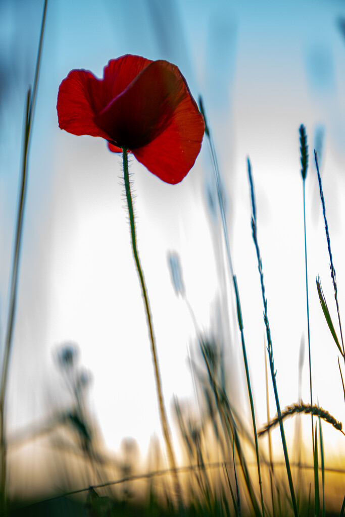 Lone Poppy by hannahcallier