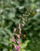 5th Jun 2024 - Foxgloves