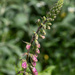 Foxgloves by pcoulson