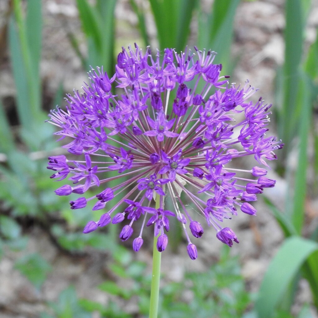 Allium by sunnygreenwood