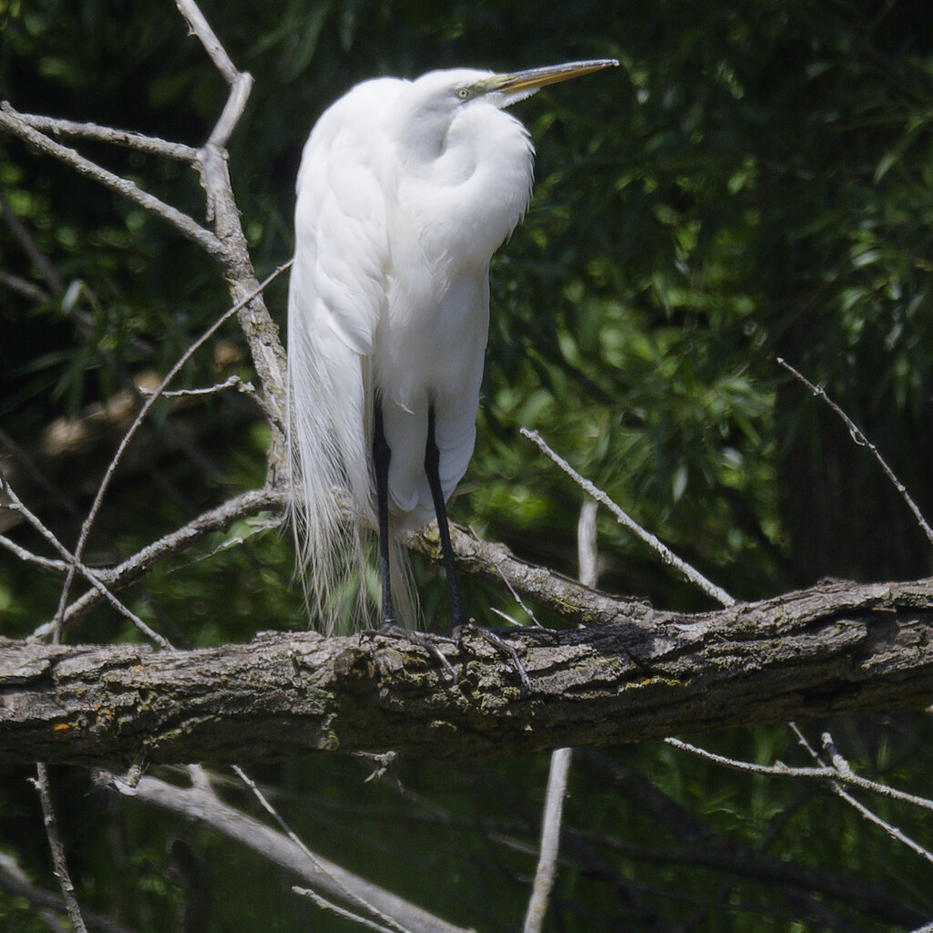 great egret  by rminer