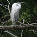 great egret 