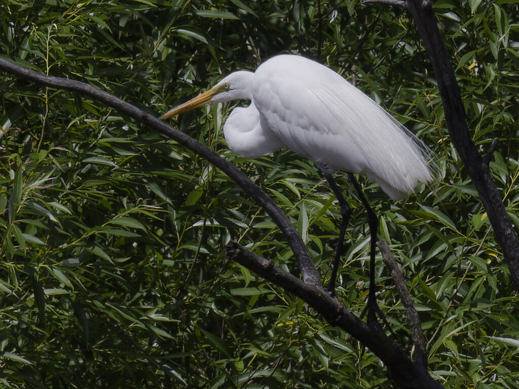 great egret in a tree by rminer