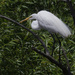 great egret in a tree