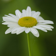 5th Jun 2024 - daisy 