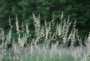 5th Jun 2024 - Bauer Park Grasses V. 1