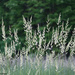 Bauer Park Grasses V. 1