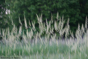 5th Jun 2024 - Bauer Park Grasses V. 2