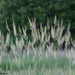 Bauer Park Grasses V. 2 by falcon11