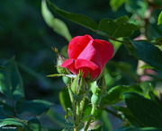 5th Jun 2024 - Red rose