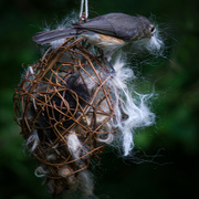 5th Jun 2024 - Nest Material Shopping