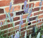 6th Jun 2024 - Bees Love Lavender 