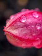 4th Jun 2024 - Puffer fish flower