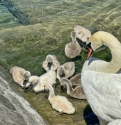 4th Jun 2024 - Baby swans. 