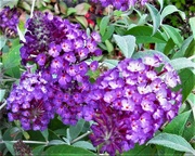 6th Jun 2024 - Lavender Buddleia Flower ~ 