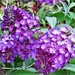 Lavender Buddleia Flower ~  by happysnaps