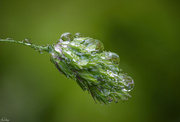 5th Jun 2024 - Droplets On Grass 
