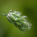Droplets On Grass 