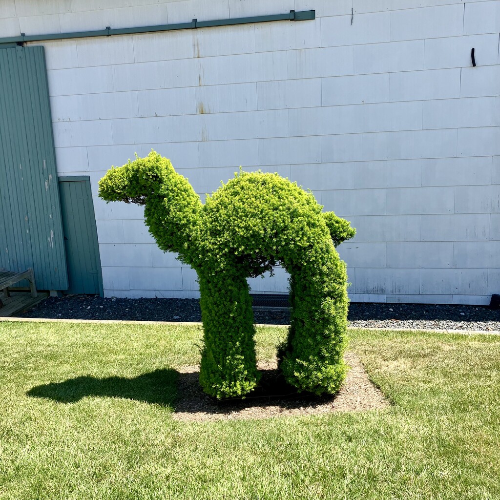 Topiary Creature by gratitudeyear