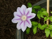 5th Jun 2024 - Clematis