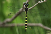 5th Jun 2024 - Golden-ringed Dragonfly 