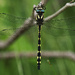 Golden-ringed Dragonfly  by fayefaye
