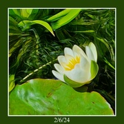 2nd Jun 2024 - Waterlily