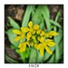Spem in Allium 😄 by roobee