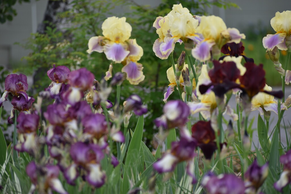 Bank Of Irises In Town by bjywamer